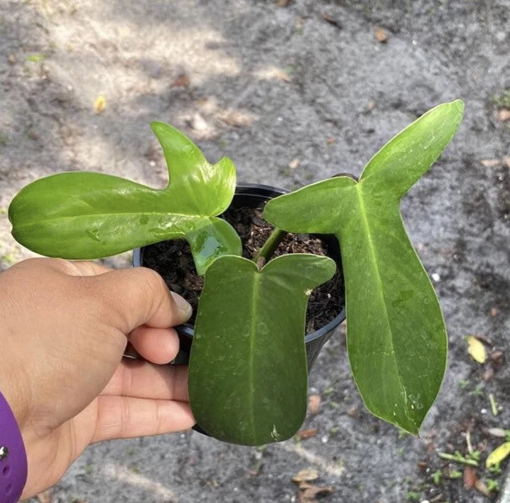 Potted Philodendron Ghost plant with dark green leaves in a black pot