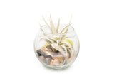 Tillandsia Harrisii Air Plant Bubble Bowl Terrarium - Wholesale Live Plants Green Plant
