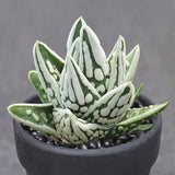 5CM Succulent Plant Haworthia Marginata AngelÕs Tear Liliaceae Home Garden Plant Garden Plants