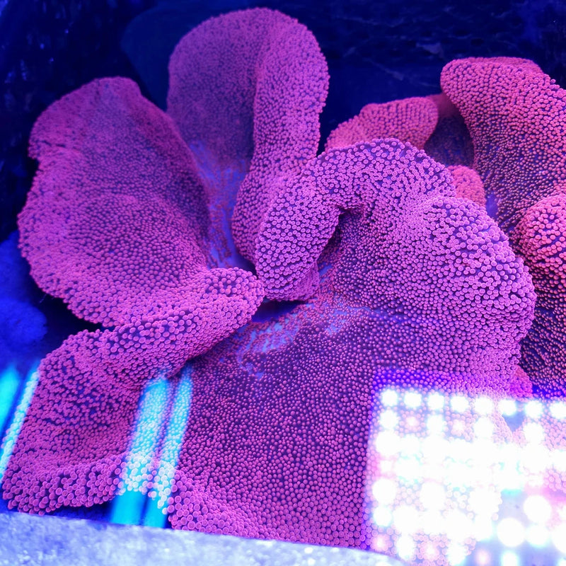 Bright Red Pink Haddoni Carpet Anemone (12+ inch) Anemone