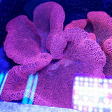 Bright Red Pink Haddoni Carpet Anemone (12+ inch) Anemone