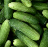 MARKETMORE 76 CUCUMBER SEEDS 100 Vegetable GARDEN planting NON-GMO FREE SHIPPING Garden Plants