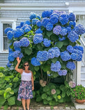 Hydrangea Imported Flower Seeds For Your Home Gardening | Pack of 70 to 80 seeds Hydrangea