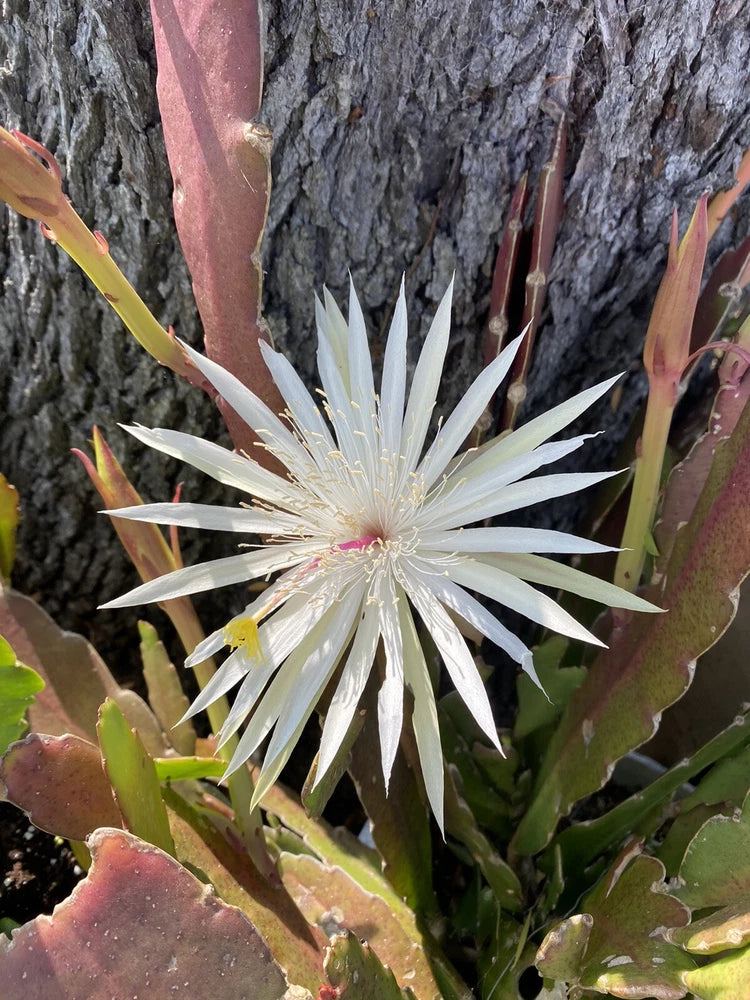 White Epiphyllum orchid cactus cutting with large star-like white flower and green pads