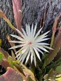 RARE White Epiphyllum Orchid Cacti,ÔQueen of the NightÕ 6 Cuttings Orchids