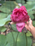 2 big Lotus Flower - Starter Plants Pink Nelumbo Water Lily Sen Ta Root Garden Plants