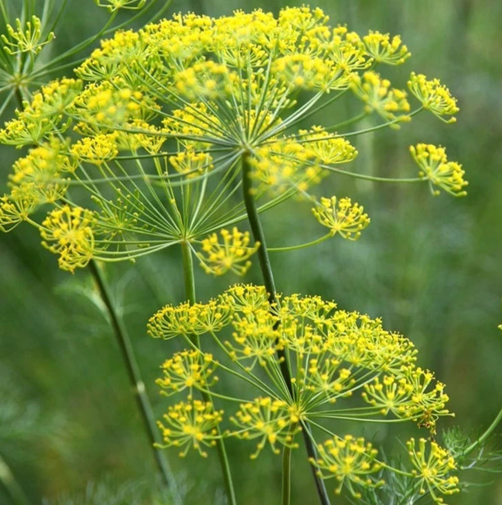 DUKAT DILL SEEDS 1000+ Anethum graveole ANNUAL herb GARDEN pickling FREE SHIP Garden Plants