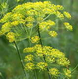 DUKAT DILL SEEDS 1000+ Anethum graveole ANNUAL herb GARDEN pickling FREE SHIP Garden Plants