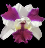 Cattleya Lc Purple Cascade ÔSweet BeautyÕ Orchid Plant Blooming Size 4Ó FRAGRANT Orchids