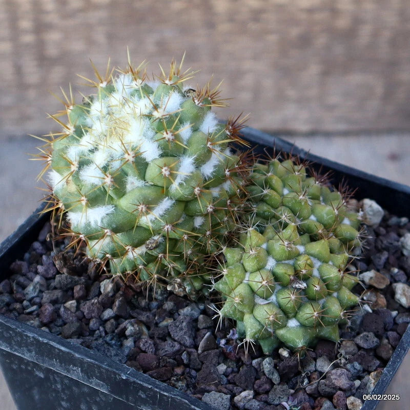 Mammillaria cactus plant in pot, green ridged stems with fine spines