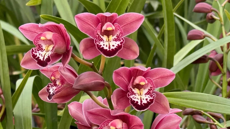 Pink cymbidium orchid flowers with speckled yellow-and-purple centers