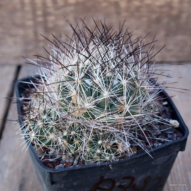 Potted Coryphantha RAMILLOSA cactus, green body with dense white spines in black pot