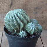 D7180 EUPHORBIA HORRIDA SNOWFLAKE pot18-H14-W20 cm MaMa Cactus Green Plant