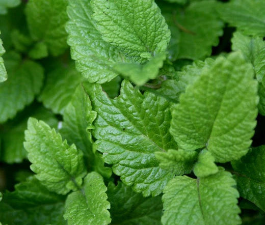 LEMON BALM Melissa Officinalis - 1,000 Bulk Seeds Garden Plants
