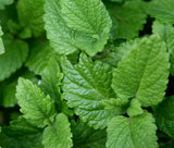 LEMON BALM Melissa Officinalis - 1,000 Bulk Seeds Garden Plants