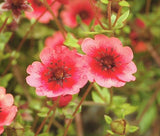 CINQUEFOIL MISS WILLMOTT Potentilla Nepalensis - 500 Bulk Seeds Flowering Plants