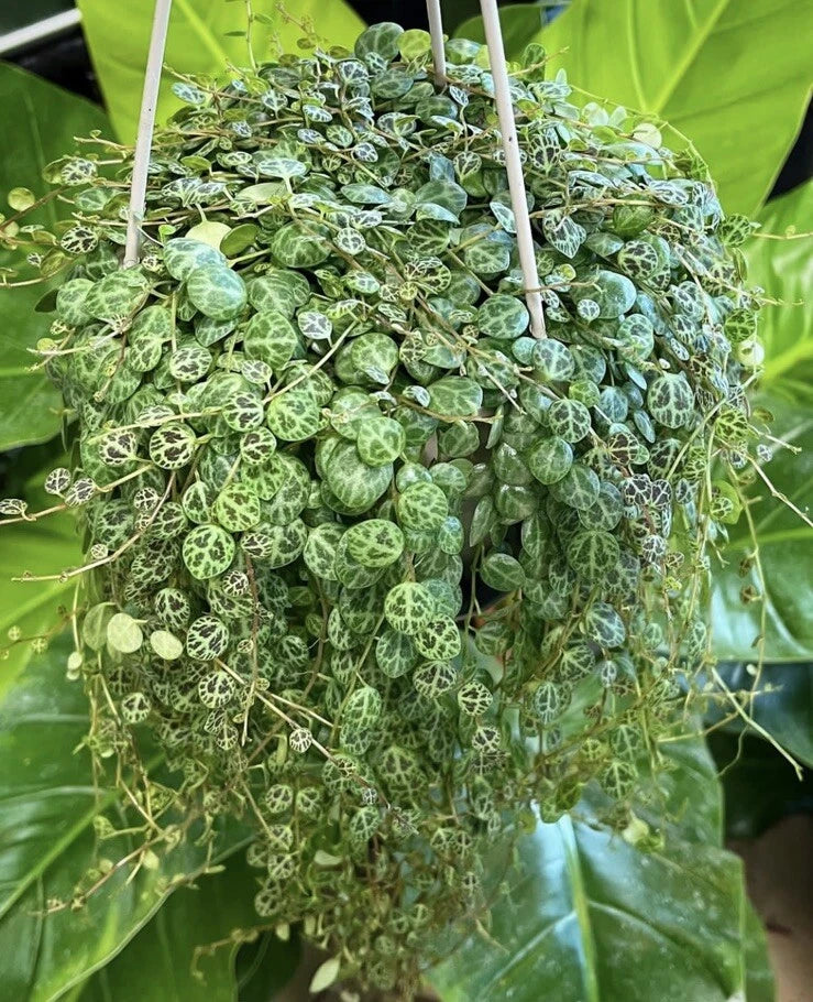 Hanging basket orchid with trailing turtle-shaped green leaves