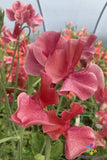 50+ MM Sweet Pea Seeds for Garden Planting - USA - FREE SHIPPING! Garden Plants