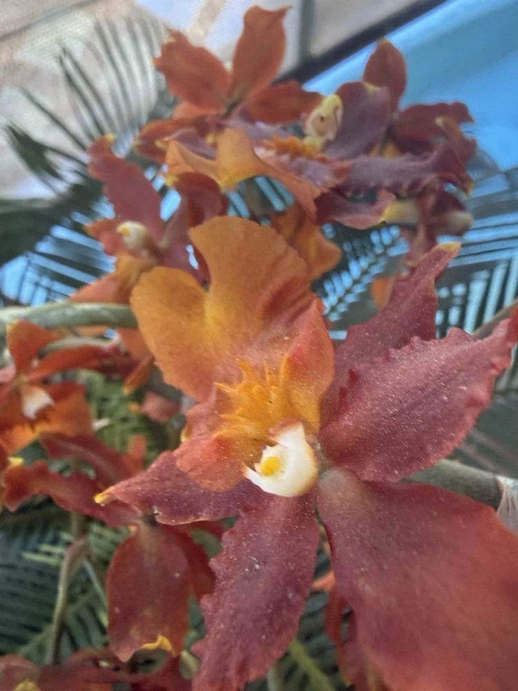 Orchid Plant Onciduim large bulb w roots as is Orchids