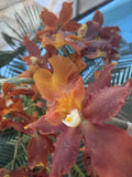 Orchid Plant Onciduim large bulb w roots as is Orchids