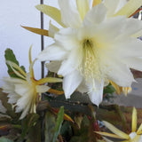 Orchid Cactus Epiphyllum Broadleaf Flowering Potted Plant White Blooms pictures Orchids
