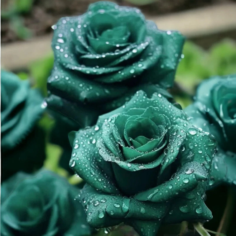 20pcs Scottish Green Rose Seeds - Non-GMO Heirloom Variety for Your Garden Green Plant