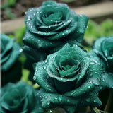 20pcs Scottish Green Rose Seeds - Non-GMO Heirloom Variety for Your Garden Green Plant
