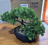 Artificial Bonsai Tree Faux Plant Miniature Tree With Pot (new In Factory Box ) Green Plant