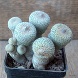D6816 EPITHELANTHA MICROMERIS MONSTER pot7-H8-W9 cm MaMa Cactus Green Plant