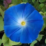 Heavenly Blue Morning Glory Seeds | Giant 5" Blue Flowers | Free Shipping | 1181 Flowering Plants