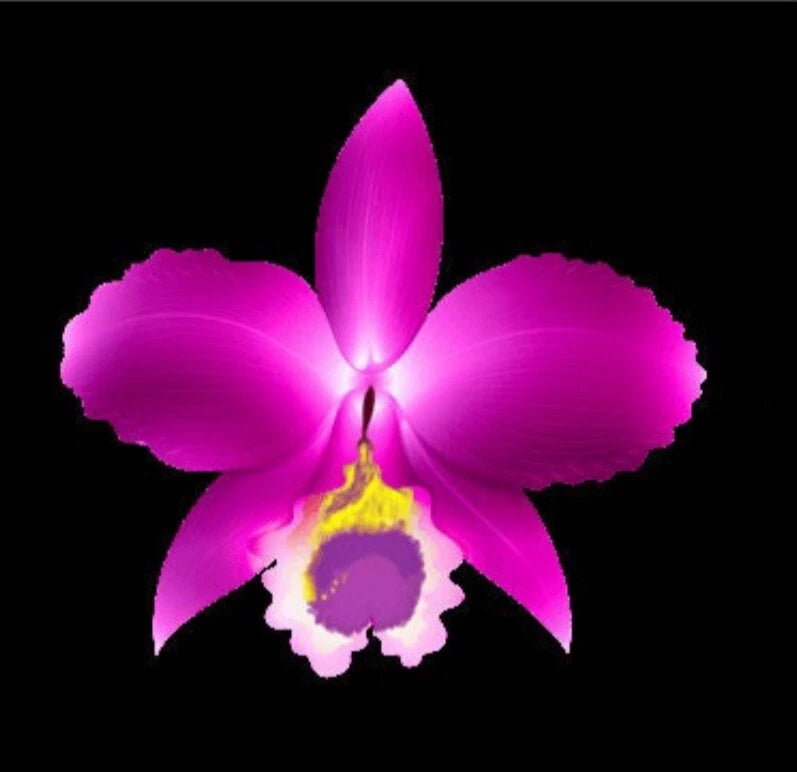 Orchid live Blc. Edisto Newberry X Blc. Chunyeah - bare root Orchids