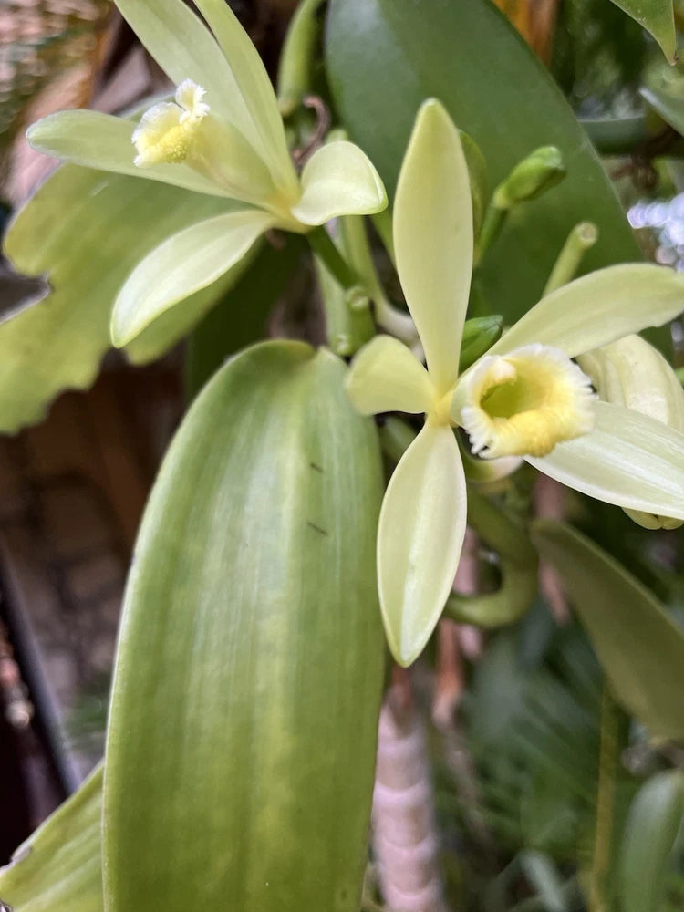 Vanilla bean orchid with pale yellow flowers and long green leaves