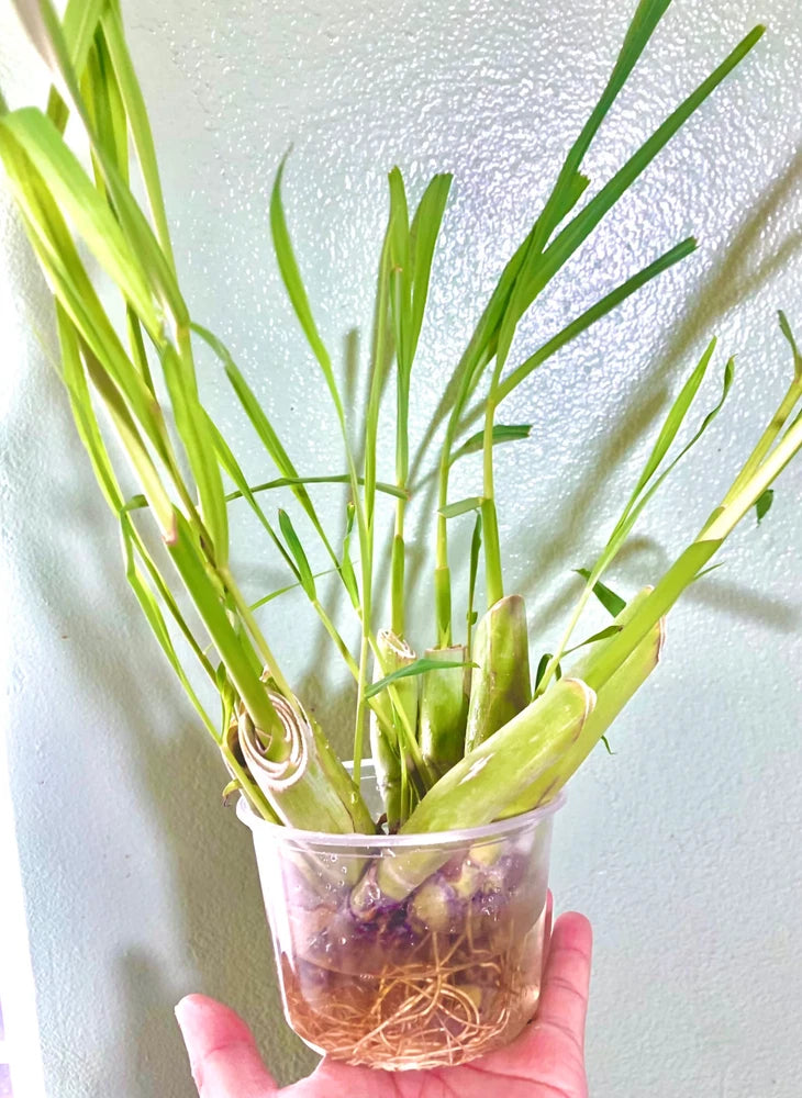 8 stalks Get 2 Free. Fresh Organic Lemongrass stalks Green Plant