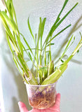 8 stalks Get 2 Free. Fresh Organic Lemongrass stalks Green Plant