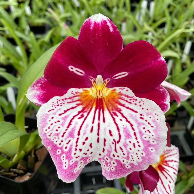 Milt Breathless 'Brilliant' Comes in 4" Pot Orchids