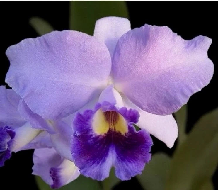 Cattleya orchid bloom with light lavender petals and deep purple frilled lip