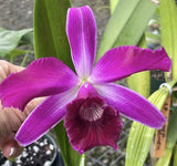 Orchid live Laelia purpurata var. flamea Orchids