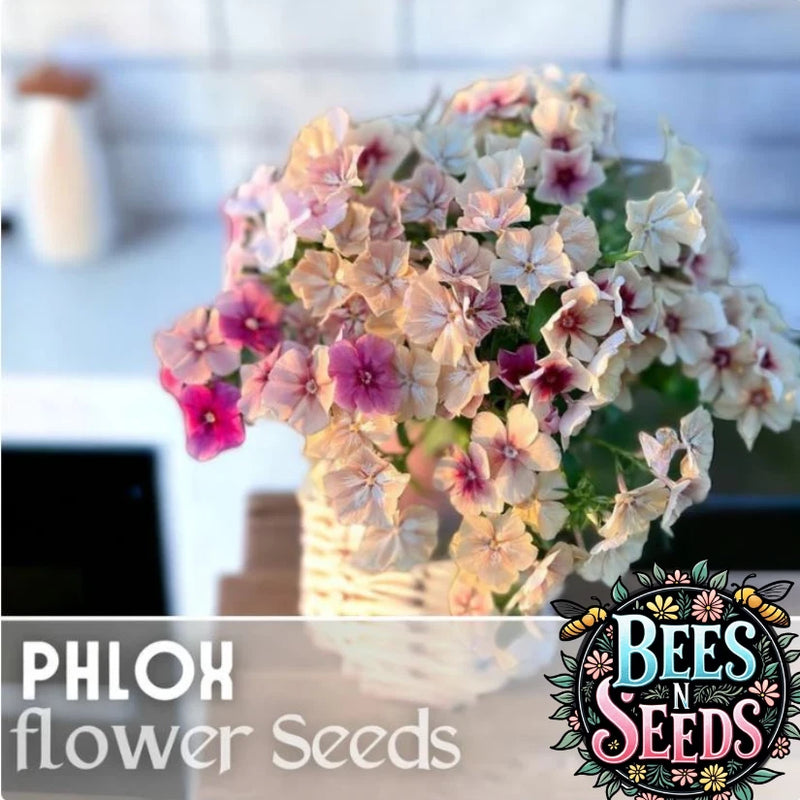 Phlox Seeds - 125 Seeds - Strawberry Peach - Garden Bloom Annual Flower Seeds Garden Plants