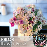 Phlox Seeds - 125 Seeds - Strawberry Peach - Garden Bloom Annual Flower Seeds Garden Plants