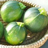 20+ ROUND ZUCCHINI SUMMER SQUASH FRESH FOR GARDENS Garden Plants