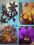 Orchid Plant Box full 25 plants Rescue  bulb stem  bare root cuttings Orchids