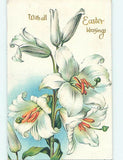 Divided-Back BEAUTIFUL EASTER LILY FLOWERS : make an offer o5816 Lily