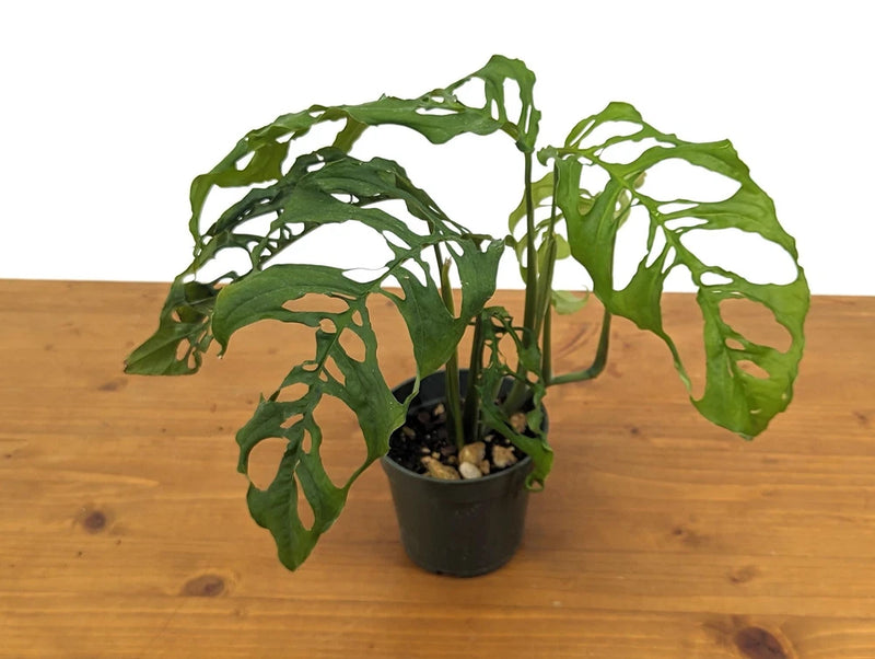 Live Monstera obliqua plant in 4-inch pot with green split leaves