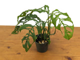 Stunning Monstera Obliqua Peru in 4 inch pot - Live Rare Tropical Aroid Great,to Orchids