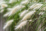 25 DWARF FOUNTAIN GRASS Pennisetum Alopecuroides Hardy Ornamental White Plume Se Garden Plants