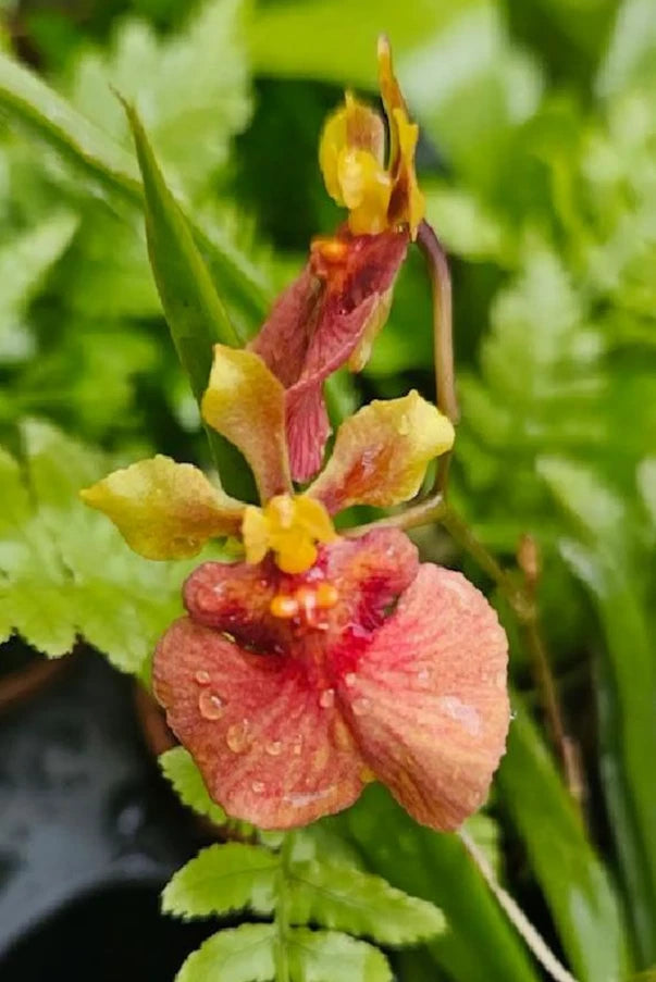 Miniature orchid plant in 2-inch pot with red and yellow blooms, no flower spike