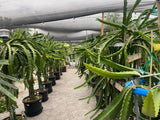 ULTRA RARE DRAGON FRUIT CUTTINGS - MULTIPLE VARIETIES - 8