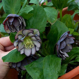 Hellebore Black Tie: Gal size, Plant now for early spring blooms, untrimmed Garden Plants