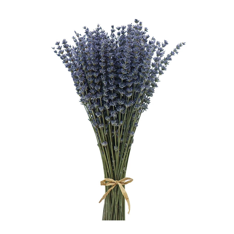 Dried lavender flower bundle with dark purple blooms and stems, tied with a tan ribbon