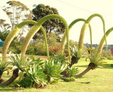 AGAVE ATTENUATA spineless agaves succulent plant seed rare aloe garden 100 SEEDS Garden Plants